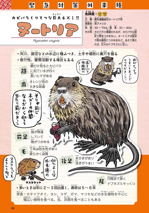 特定外来生物ヌートリア。被害は西日本中心だと思ってたけど、静岡県浜松市にまで拡大してたのか。

#外来いきもの図鑑 
https://t.co/J8oIfpx7kW

元は、戦時の物資不足で毛皮や食肉のために導入されその後、特定外来生物に。やはり生態系を守るためにも戦争反対は言い続けねば。

#モーニングショー 