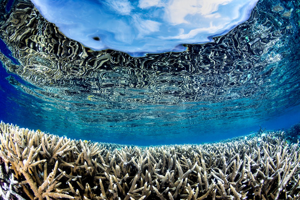 TheWCS's tweet image. The world is experiencing a fourth coral bleaching event. 

Today #COP16Colombia held an emergency session on coral reefs facilitated by WCS’s @diwigdi Valiente with @theWCS work recognized by partners from the Governments of Fiji and the Philippines. The time is now to protect…