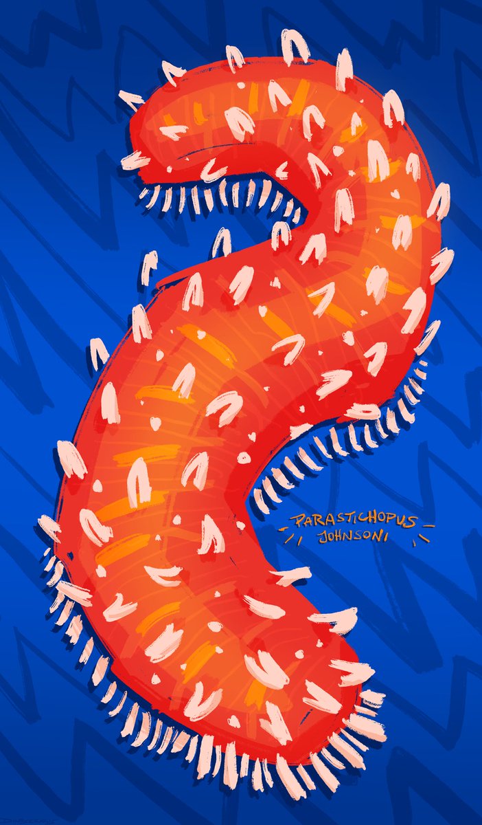 #invertober day 30, johnson’s sea cucumber. bright as fuck blu/orange again no problem

#invertober2024