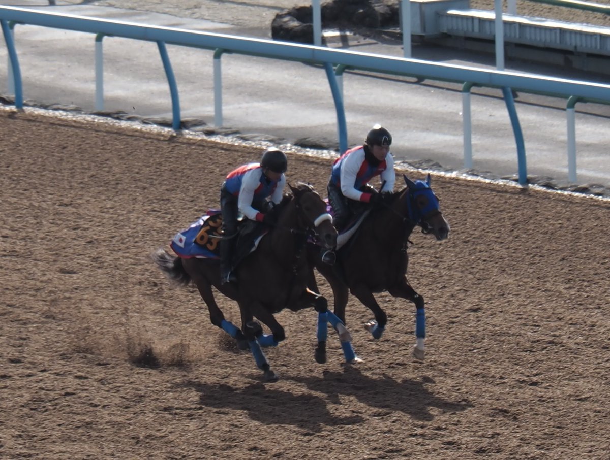 blackfrog1221's tweet photo. 【きょうのヘヴンリーゴール】

3663ヘヴンリーゴール
ウッドで併せ馬（外）
前受けしての外、外を回るハードワークも最後まで脚色が衰えることはありませんでした
着実に進化しています！ https://t.co/iR2qaPxLRa
