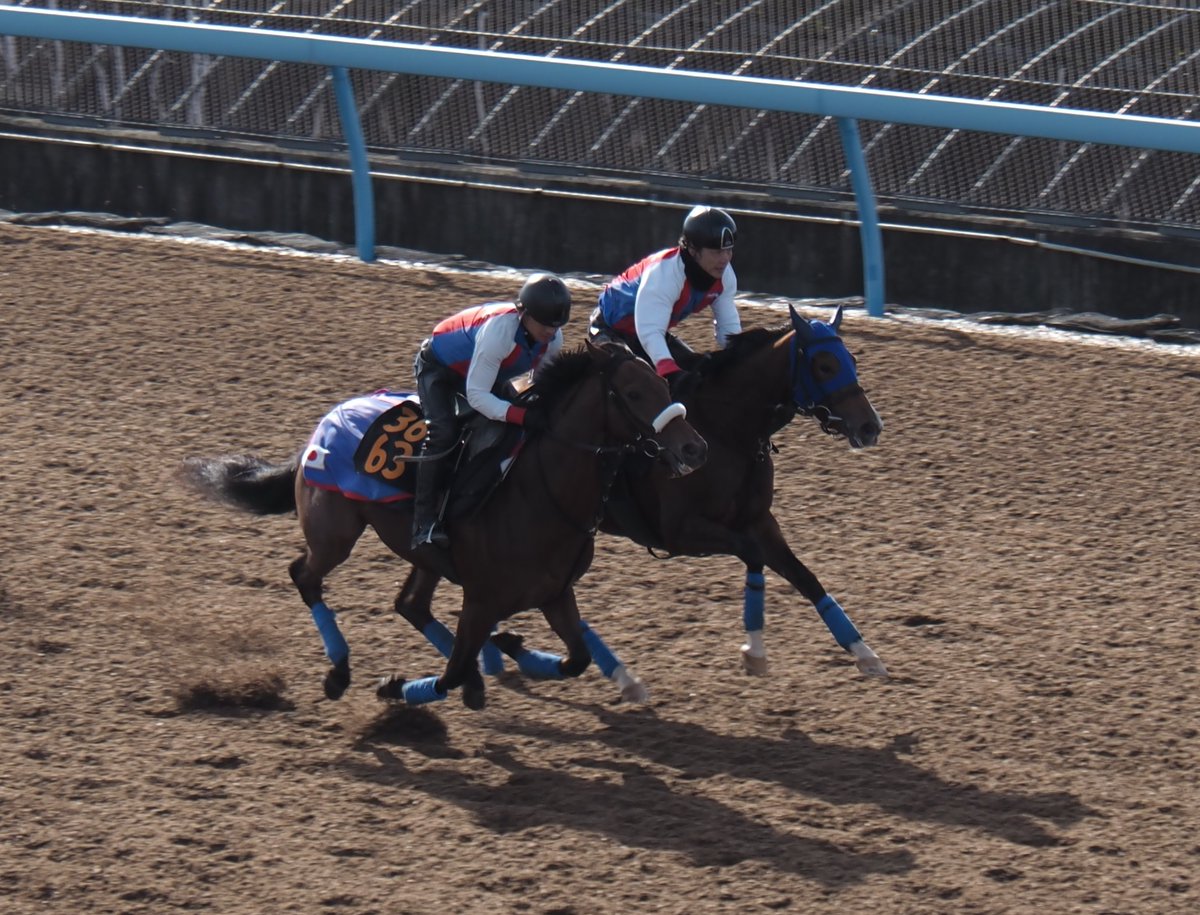 blackfrog1221's tweet photo. 【きょうのヘヴンリーゴール】

3663ヘヴンリーゴール
ウッドで併せ馬（外）
前受けしての外、外を回るハードワークも最後まで脚色が衰えることはありませんでした
着実に進化しています！ https://t.co/iR2qaPxLRa