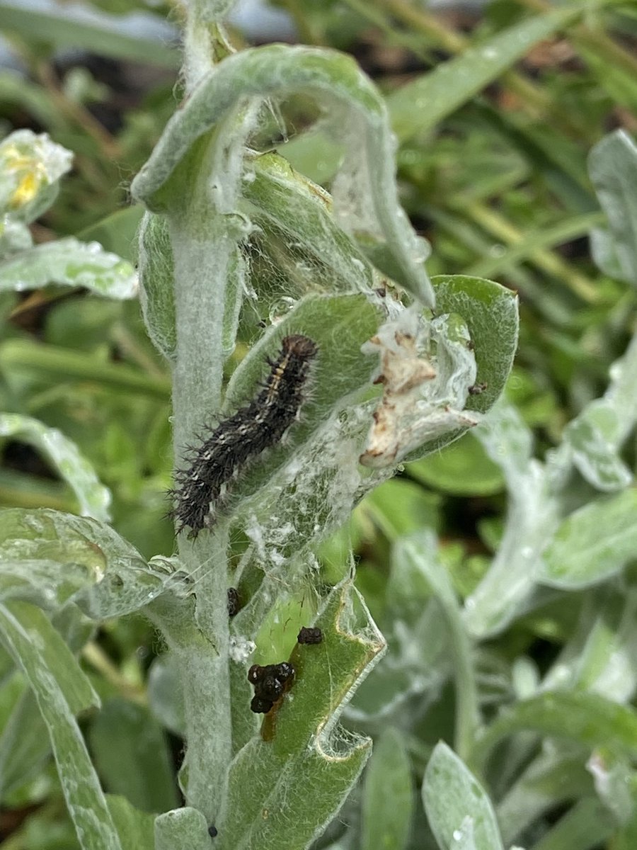 JtdFinch's tweet image. Planted some common everlasting in our garden recently and I’m thrilled to see its now nourishing some Australian painted lady caterpillars (Vanessa kershawi), one of Australia’s best known migrant butterflies. 

I will plant more!