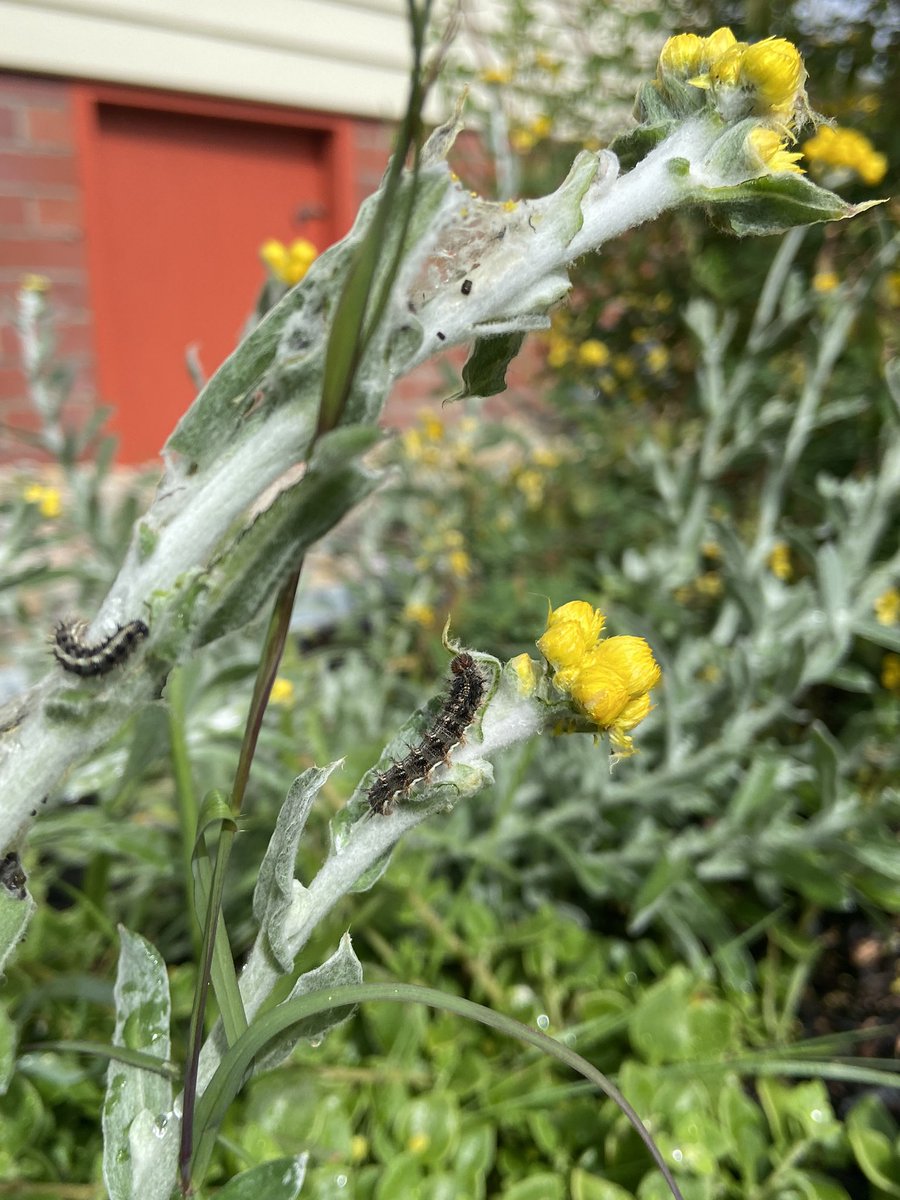 JtdFinch's tweet image. Planted some common everlasting in our garden recently and I’m thrilled to see its now nourishing some Australian painted lady caterpillars (Vanessa kershawi), one of Australia’s best known migrant butterflies. 

I will plant more!