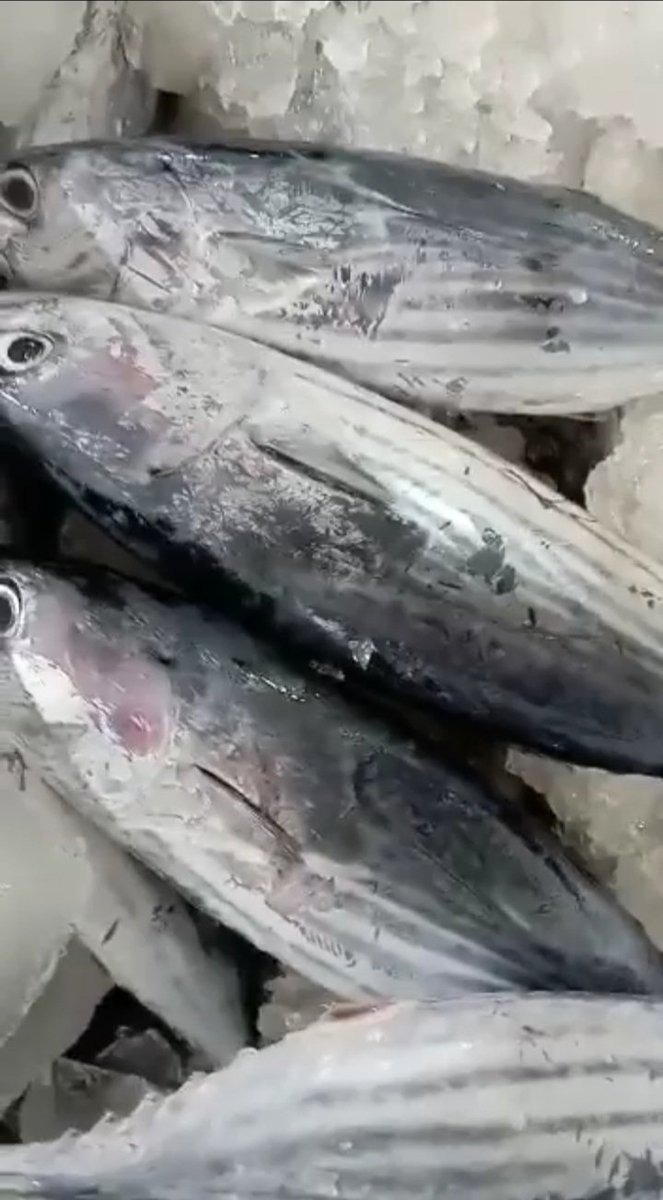 Hanrilalimbat's tweet photo. Selasa(29/10/2024),Hanri Piet Lalimbat,Luhkan Kab.Bone Bolango,melaporkan produksi,KUB Mutiara Laut mnggunakan alat tangkap Pancing ulur ,hasil tngkapan Cakalang dan layang  140 kg harga jual 18.000/Kg
#SatminkalBitung
#Luhlapor
@puslatluhkp
@djpt_kkp
@bpppbitung https://t.co/oNnlEZufpb