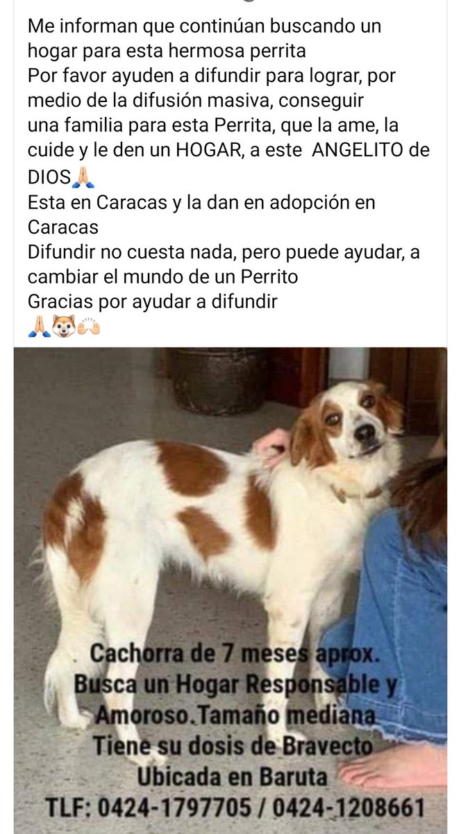 PerroUsuario's tweet photo. Esta hermosa princesa sigue buscando un hogar amoroso, Baruta https://t.co/f75ZuExG3r