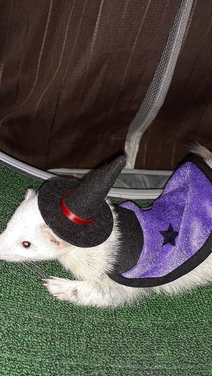 hakatamentaiko2's tweet photo. ハッピーハロウィン🎃 https://t.co/SPVg0ke4Pi