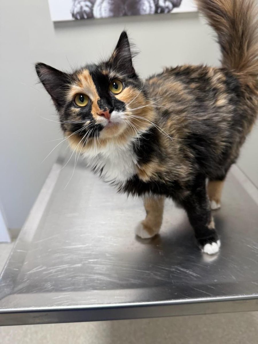 JohnnyLaneLove's tweet photo. These spayed and vaccinated babies have been at this clinic for months, and are in need of a home. They’re siblings so they go together:

1058 Cedar Valley Dr, Cedar Bluff, VA 24609

+1 (276) 963-9413 https://t.co/XqqD88KoTx