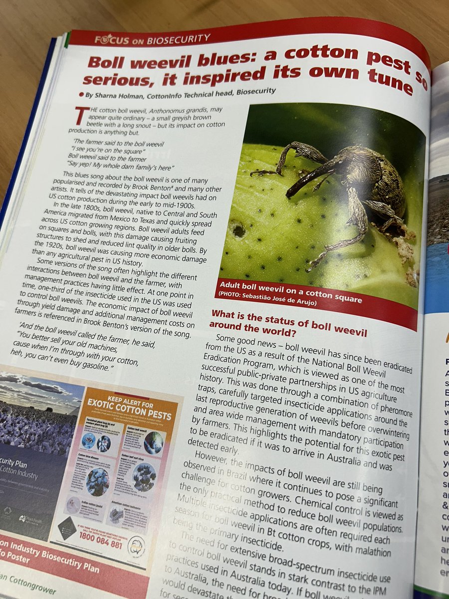 How well do you know the cotton industry’s exotic high priority pests? Fun fact: a song about the cotton boll weevil was a pop hit, reaching number 2 on the Billboard Top 100 in 1961!@CottonInfoAust @DAFQld <a href="/CottonResearch/">CRDC</a> #biosecurity