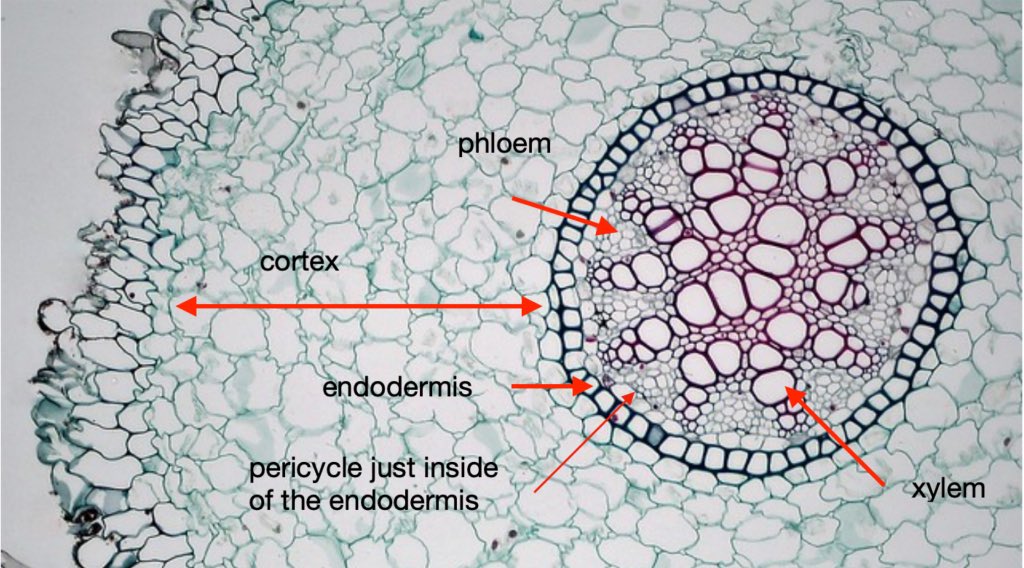 rakenworthy's tweet photo. @coltans_colors @hankgreen @dearhankandjohn IDK if you were going for this but it’s definitely sending plant vascular tissue vibes. https://t.co/pwGe58XipH
