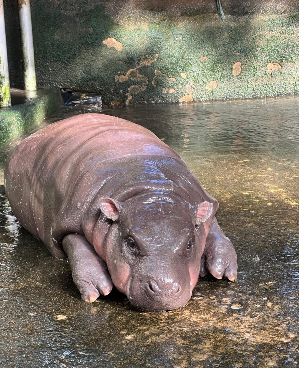 and_khamoo's tweet photo. หนูจะอ้วนละนะคะ
ใครมาดูช้ากว่านี้หนูโตเเล้วนะ 🤎 #hippo #PygmyHippo #ขาหมูแอนด์เดอะแก๊ง #หมูเด้งจะเด้งกี่โมง #Moodeng #พี่ขาหมู #สวนสัตว์แปลกเขาเขียว https://t.co/Qt9HlCjyf3