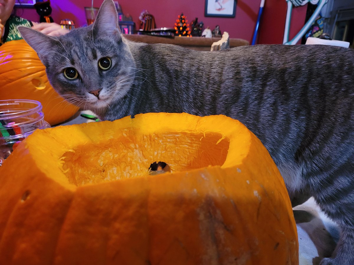 Slinus27's tweet photo. We're carving pumpkins for our front porch.... Max is "helping". https://t.co/45S1pwLRy6