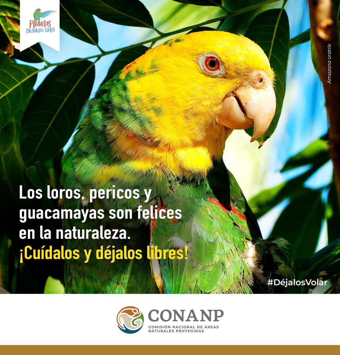 CONANP_mx's tweet photo. Los loros, pericos y guacamayas son parte fundamental de la gran biodiversidad de México. 🇲🇽🦜

Respeta su libertad y su hogar. ¡Cuidarlos es tarea de todas y todos! 🍃

#DéjalosVolar #PlumasPintandoCielos #NoCompresAvesSilvestres 🌈🐦🌳☀️🍄 https://t.co/IO8gRTnTVT