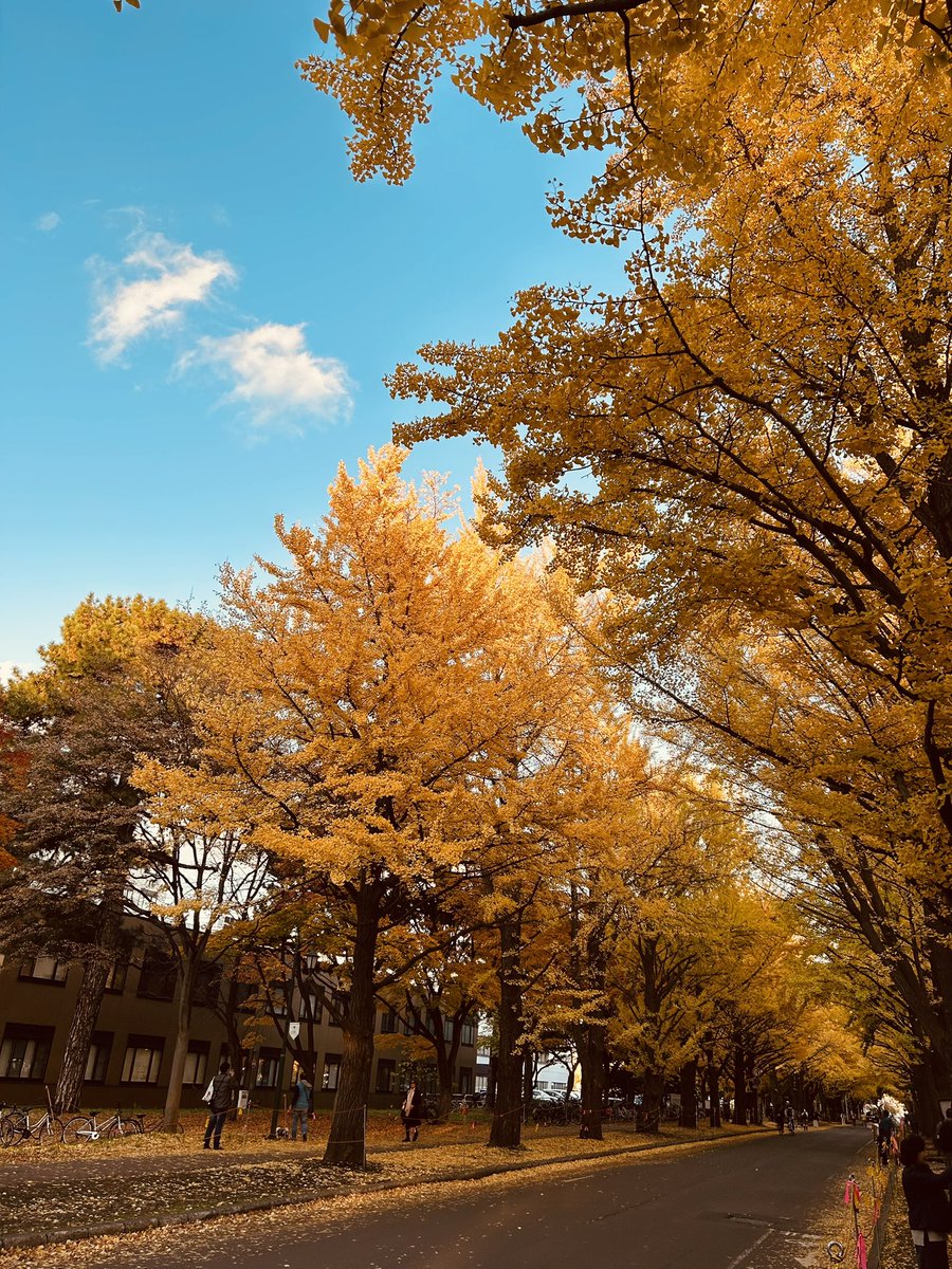 hirosyumia's tweet photo. 🍁 https://t.co/Mm2wbZWWMB