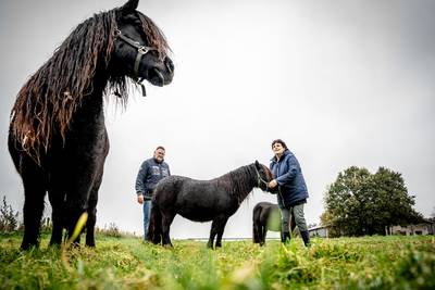 Van Dreft tot een ‘royale stap’: zo leiden Caspar en Wilma hun shetlanders naar de top dlvr.it/TFvmxQ