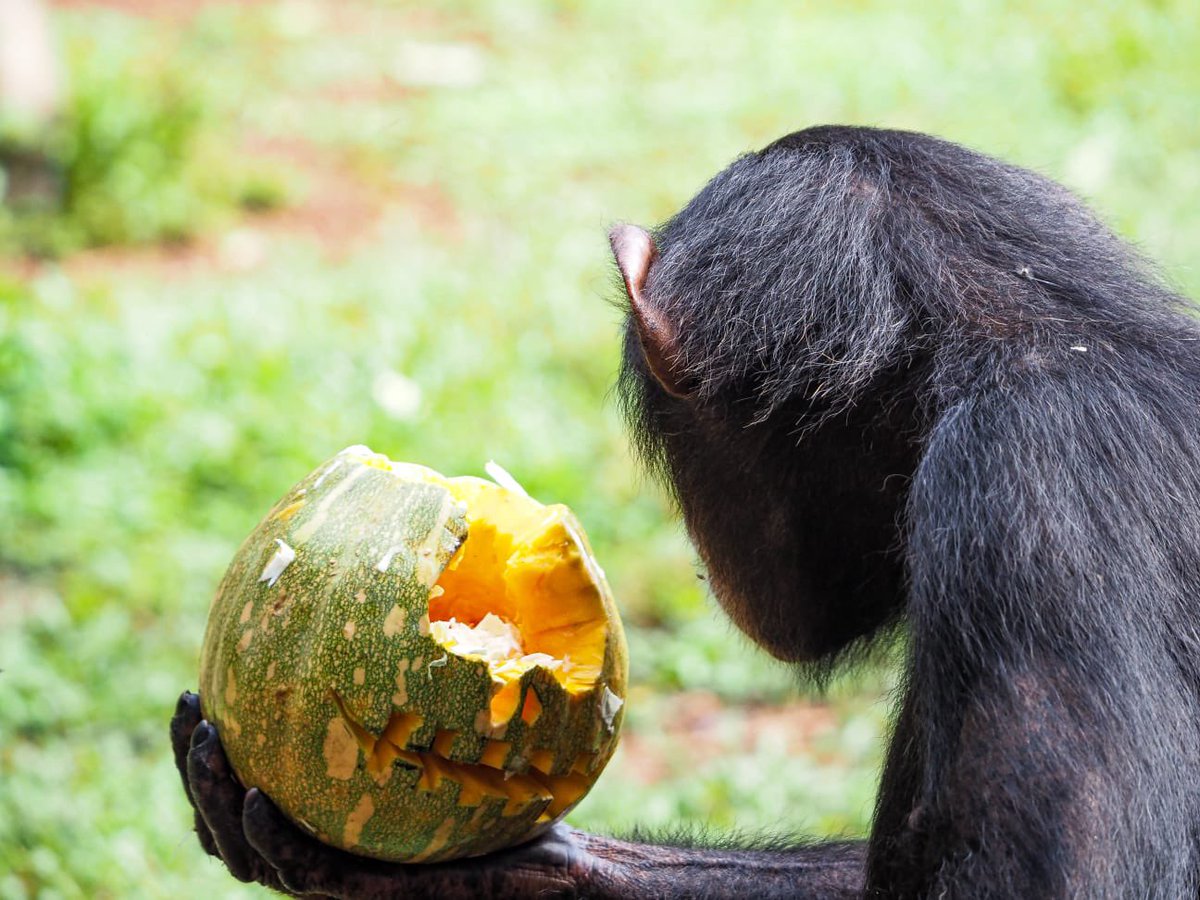 Happy #Halloween from all of us at Tacugama 🎃