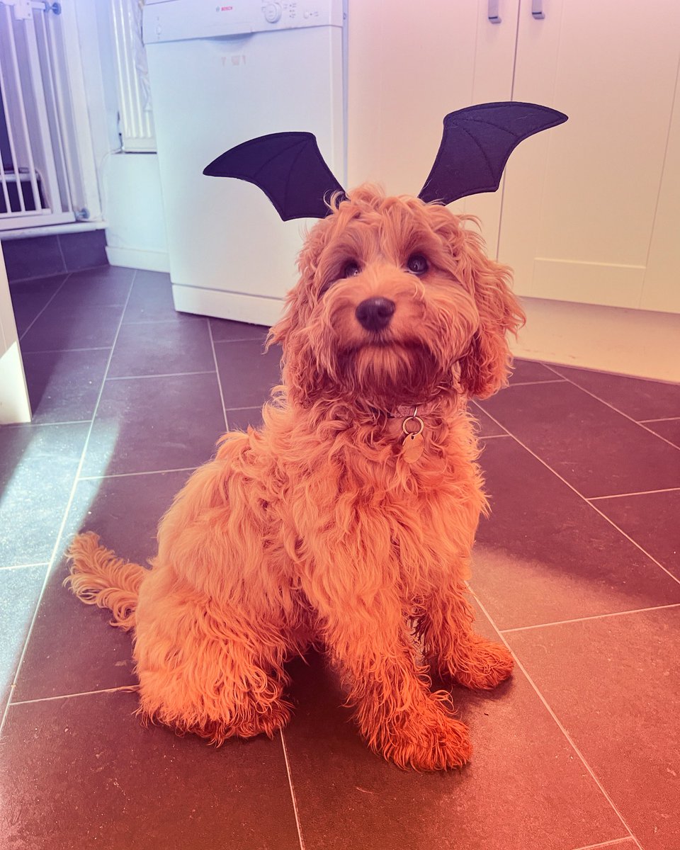Happy Halloween! 🎃🦇👻