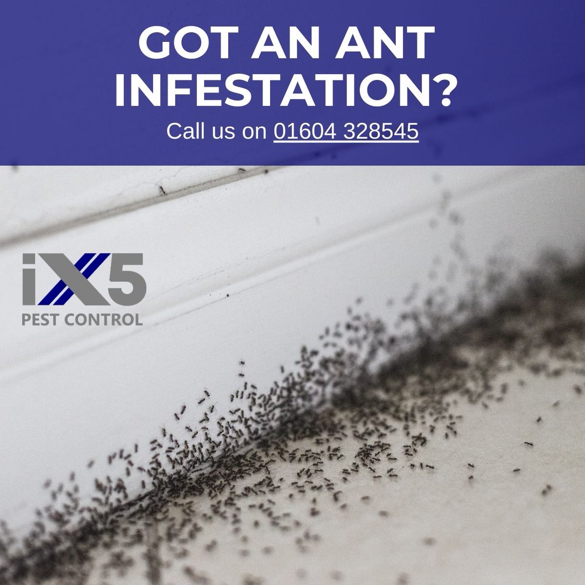 iX5uk's tweet photo. Got an ant infestation? Weโve got the solution! At iX5 Pest Control, we provide expert ant control services that tackle the problem at its source. Protect your home or business from unwanted invaders today! Contact us now. ๐๐ https://t.co/Ies59iUYgW #ExpertPestControl https://t.co/iMmdll9oLk