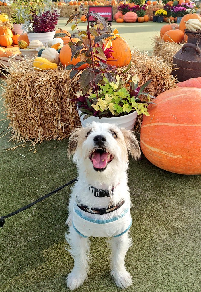 JRT_sasuke's tweet photo. HAPPYハロウィン🎃🐶 https://t.co/xV1yUj4ehG
