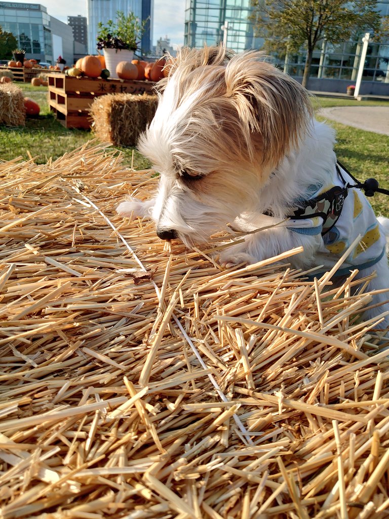 JRT_sasuke's tweet photo. HAPPYハロウィン🎃🐶 https://t.co/xV1yUj4ehG