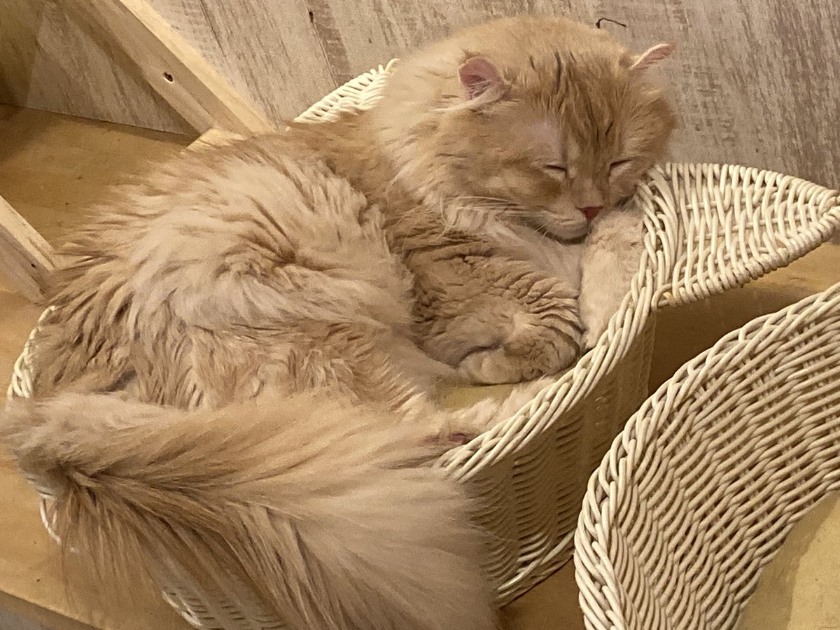 omupon91's tweet photo. 🐈‍⬛Cafe https://t.co/q2UE8JC0E4