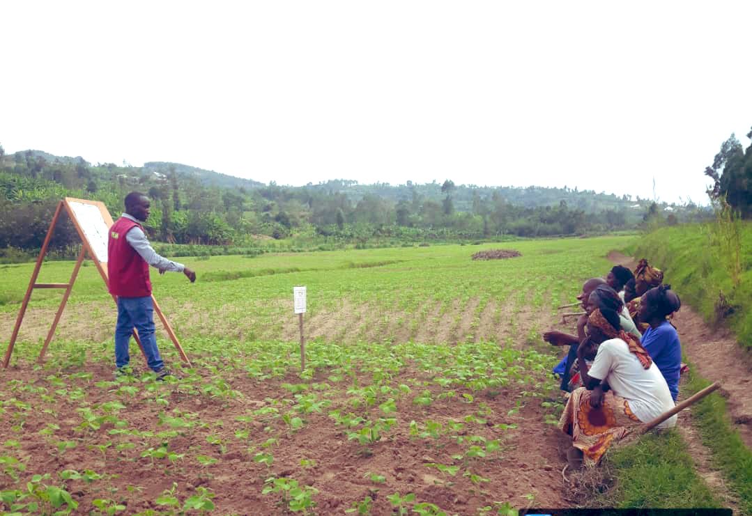 YEAN_Agro's tweet photo. We’ve seen extensionists but Eugene took it to another level. 

Consistent proximity extension enhances the adoption of good practices among farmers. https://t.co/TT4pEea1Zf