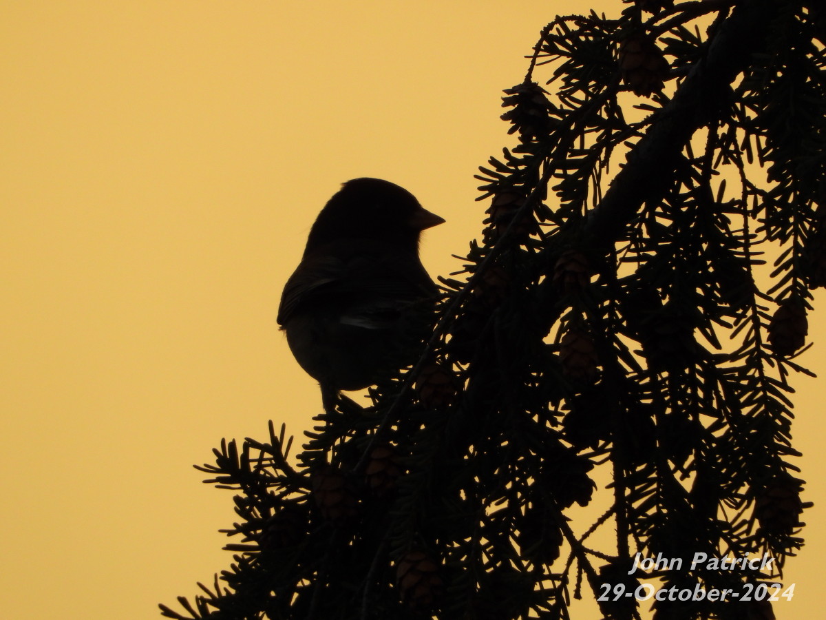 "I see a little silhouetto of a bird..."
A Dark-eyed Junco in a tree near my balcony.
At UBC, Vancouver.

#bird <a href="/WildAboutVan/">Wild About</a> #darkeyedjunco #birdwatching #birdsofvancouver #BirdsOfTwitter #birdphotography 
#vancouver #UBC #silhouette