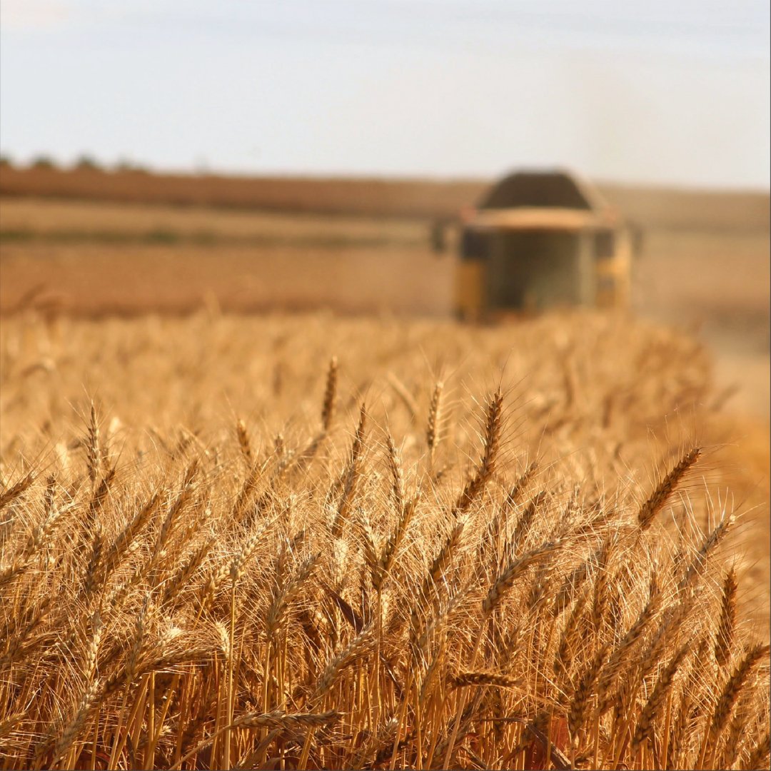 As we enter the harvest season, we at T-Ports would like to take this opportunity to wish all our growers good luck. We understand this has been a challenging year for many, but we remain hopeful that you all achieve a decent yield. 🙏