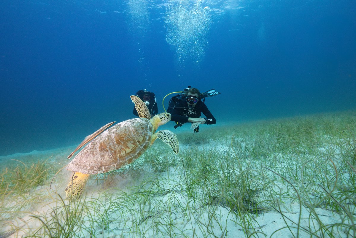 TUSA_JAPAN's tweet photo. ベリーズ海域に生息し、なんと180kg の重さになることもあるそうです🐢🐢🐢#TUSA #Tusajapan #TUSAJAPAN #TEAMTUSA #TeamTUSA #FINDYOUROCEAN #FindYourOcean #サンゴ保全活動 #scubadiving #diving #reefrestorationfoundation #日本スクーバーダイビング協会 #divetourism #フォローお願いします https://t.co/KM2rY5QiXu