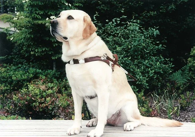 Guide dog Roselle guided her blind owner and up to 30 others down the North Tower to safety.