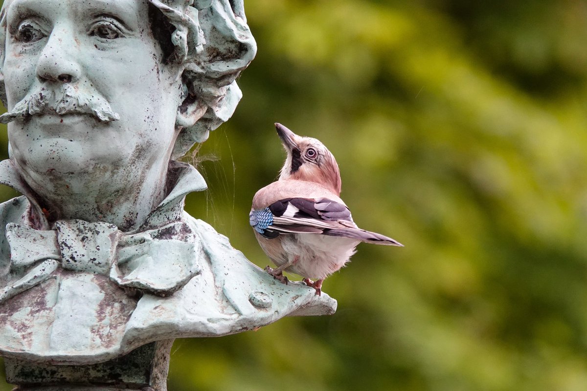 benoit_gallot's tweet image. Un geai des chênes qui murmure à l’oreille de Louis-Constant Sévin, sculpteur ornemaniste qui collabora avec la maison Barbedienne ✨
🌳🪦🍂
📍Cimetière du Père Lachaise