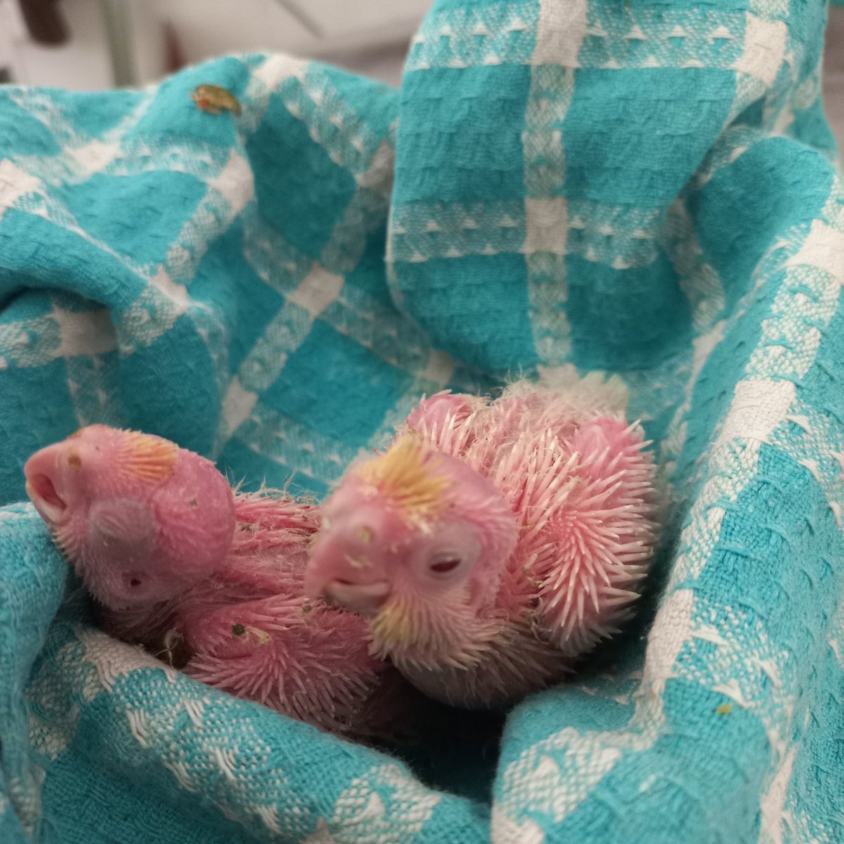 Mindless Pixie tweet media