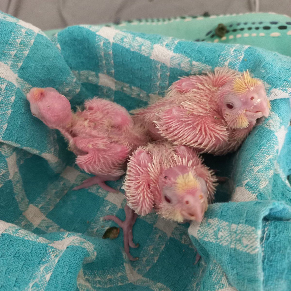 Mindless Pixie tweet media