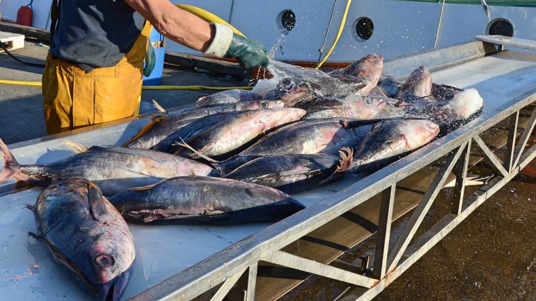 le_nzet's tweet photo. 🐟 La belle campagne du #thon blanc à Keroman
📈 Le volume total des captures de thon #germon débarquées au port de pêche de #Lorient devrait cette année dépasser les 1 000 tonnes, soit environ le double de 2023.
https://t.co/JEomYszEJY https://t.co/H9L60L90CG
