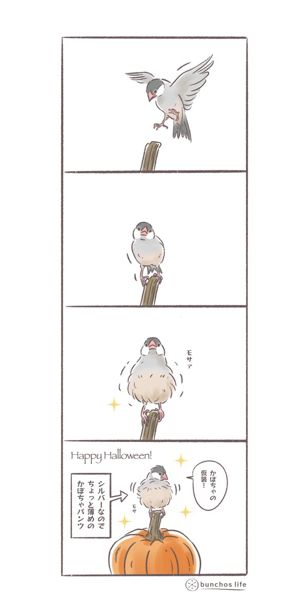 ハッピーハロウィン!
かぼちゃパンツで仮装?する2号
(↓ツリーにオマケあり)
#文鳥 
#4コマ漫画 