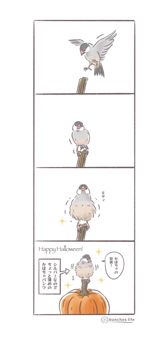 ハッピーハロウィン!
かぼちゃパンツで仮装?する2号
(↓ツリーにオマケあり)
#文鳥 
#4コマ漫画 