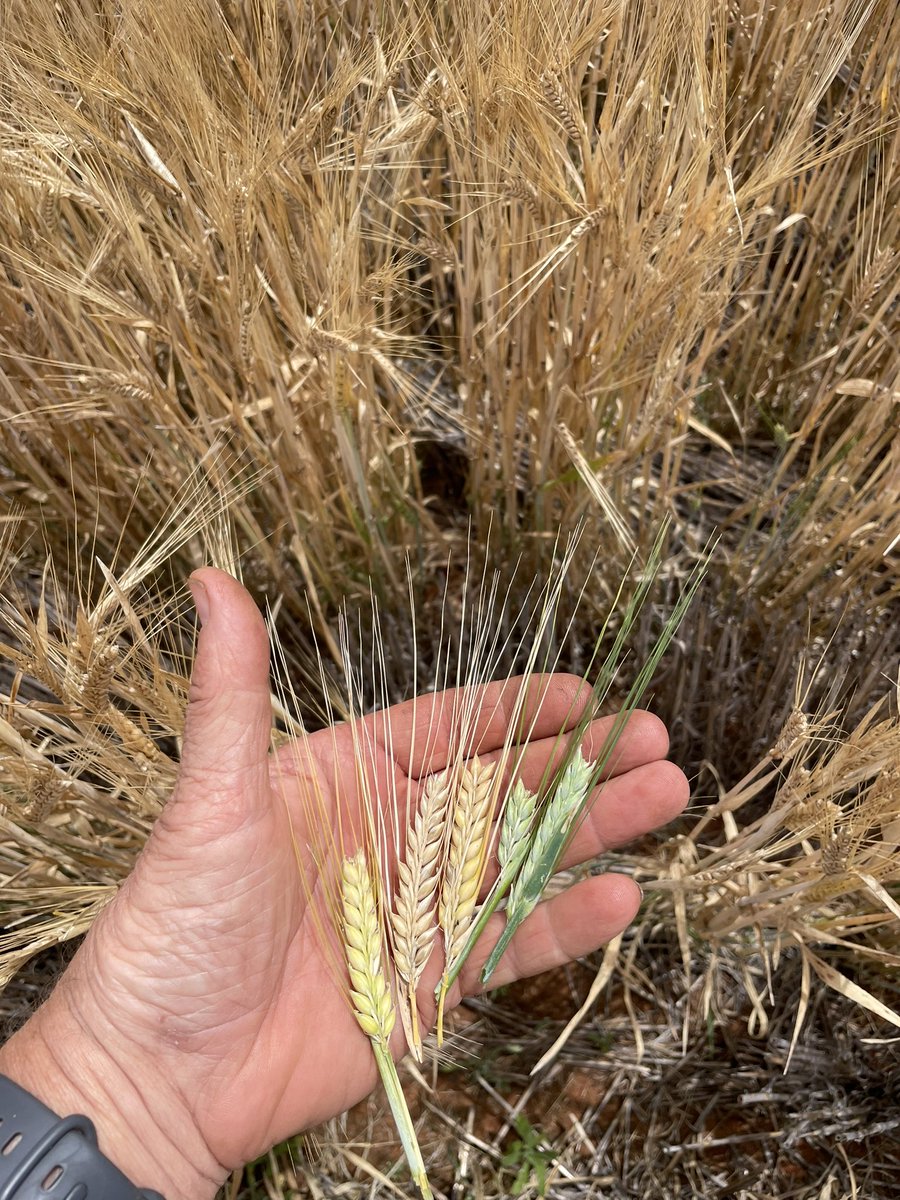 Going to be waiting a while for this barley to be ready #frost24