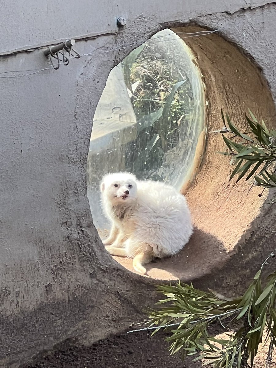 rhoftonphoto's tweet photo. RIP Snowy the only known white meerkat in the world 😔 she celebrated her 14th bday last month which even in captivity is old https://t.co/N3H4ILZiY0