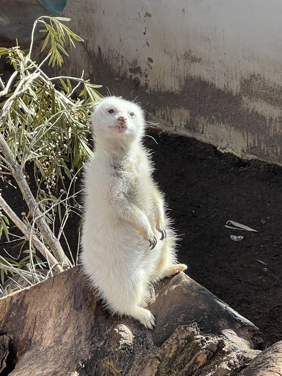 rhoftonphoto's tweet photo. RIP Snowy the only known white meerkat in the world 😔 she celebrated her 14th bday last month which even in captivity is old https://t.co/N3H4ILZiY0