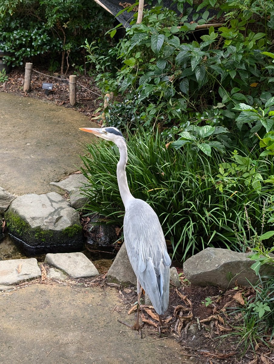 frogrider_258's tweet photo. アオサギ（野生）in京都水族館 https://t.co/RSa39r6ZXp