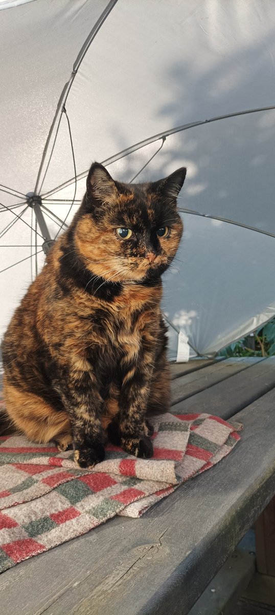 Lokakuu päättyy. Viimeinkin. Roosa odottelee lunta. Hyvää huomenta.