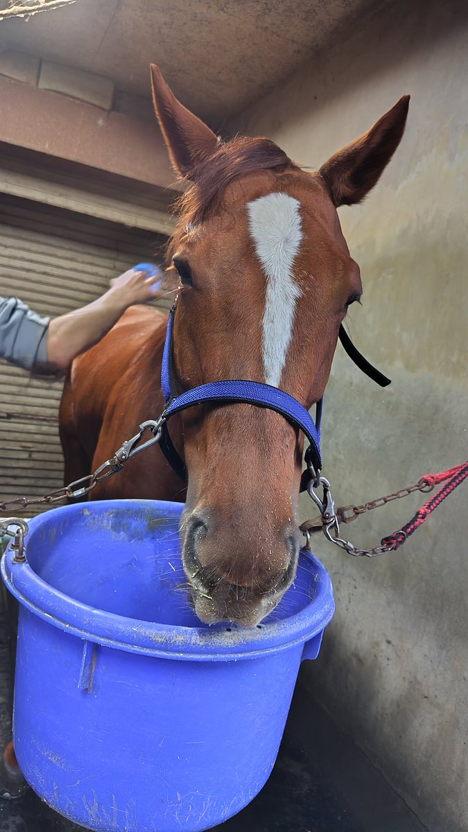 shin92612's tweet photo. 🎵工藤厩舎に新しい仲間が加わりました🎵

🐴スイートナイト
６歳・牝馬・栗毛

父・ダノンシャンティ
母・ウイングオブラック
母父・ブライアンズタイム

馬主・北原 大史 様

生産・神垣 道弘 様(新ひだか町) https://t.co/6AV26GgH0A
