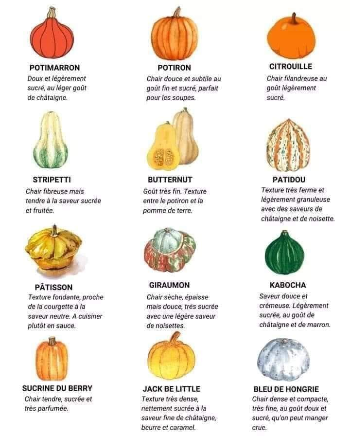 JeanneMiau's tweet photo. Un petit guide des #courges, c'est de saison ! https://t.co/fxwcsYauoR