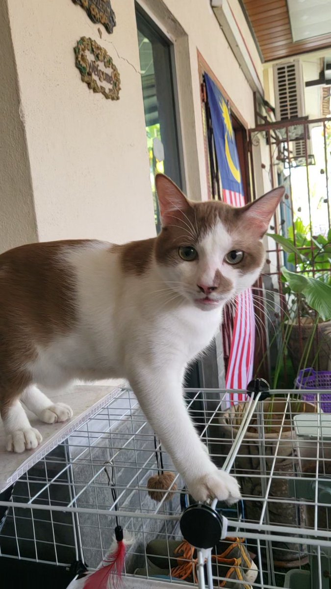 cats_rehome's tweet photo. Saya nak mintak tlg iklan kan, saya nak open adoption utk kucing saya. Reason being, sibuk dgn kerja takut terabai

Klang/Shah Alam

@ananano289 https://t.co/FWQvyv1hg4