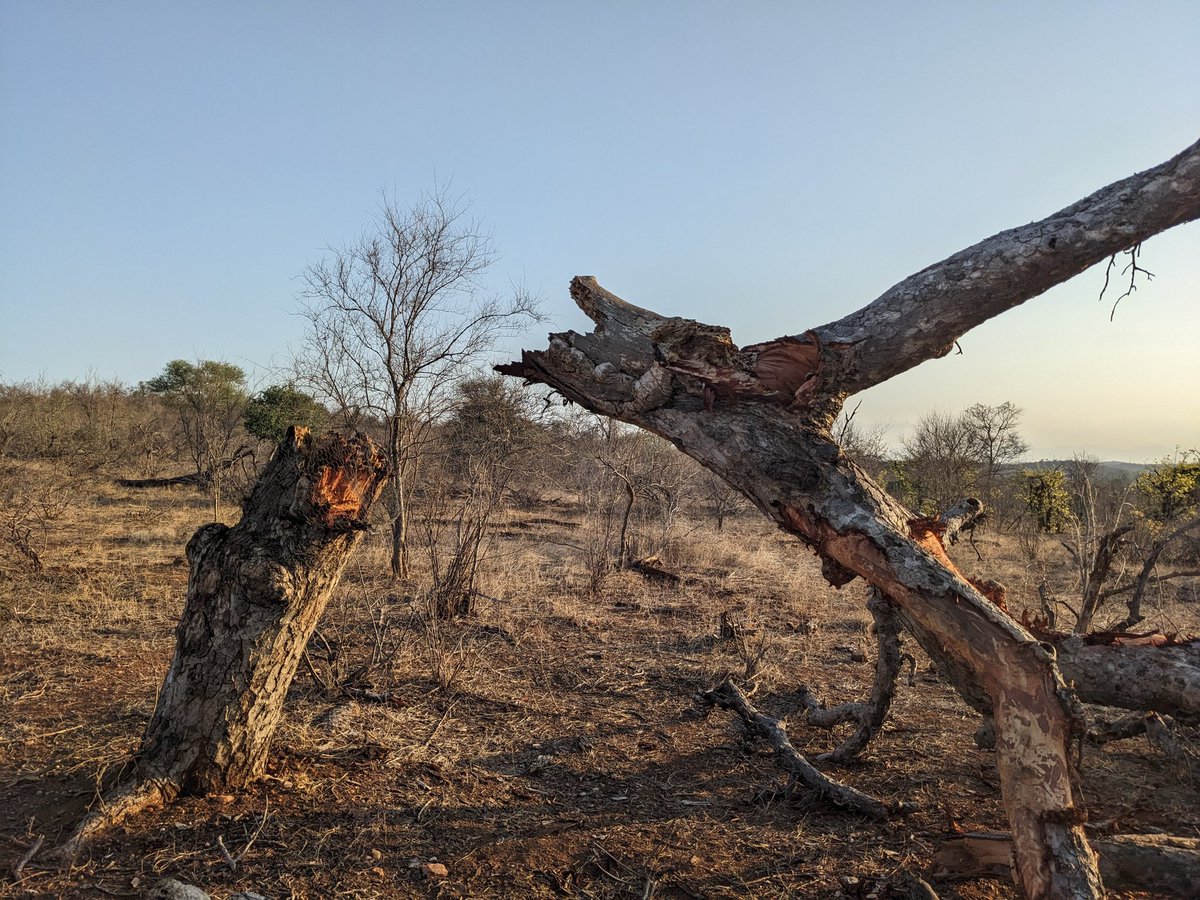 An elephant's handiwork 🐘🌳

In the Balule private nature reserve, north of the Olifants River (Limpopo, SA).