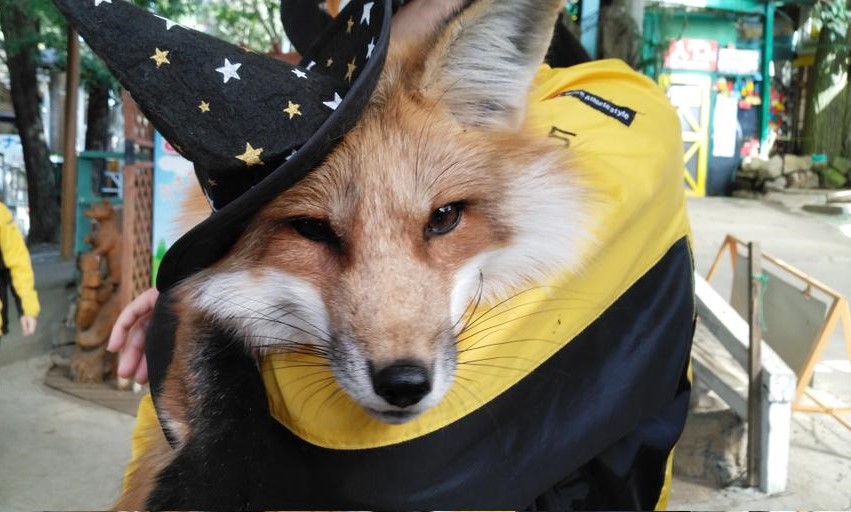 kon_fox_village's tweet photo. 今日は抱っこギツネたちも一部ハロウィン仕様でした🎃
抱っこ出来た方はラッキーでしたね https://t.co/rGMTvHvNon