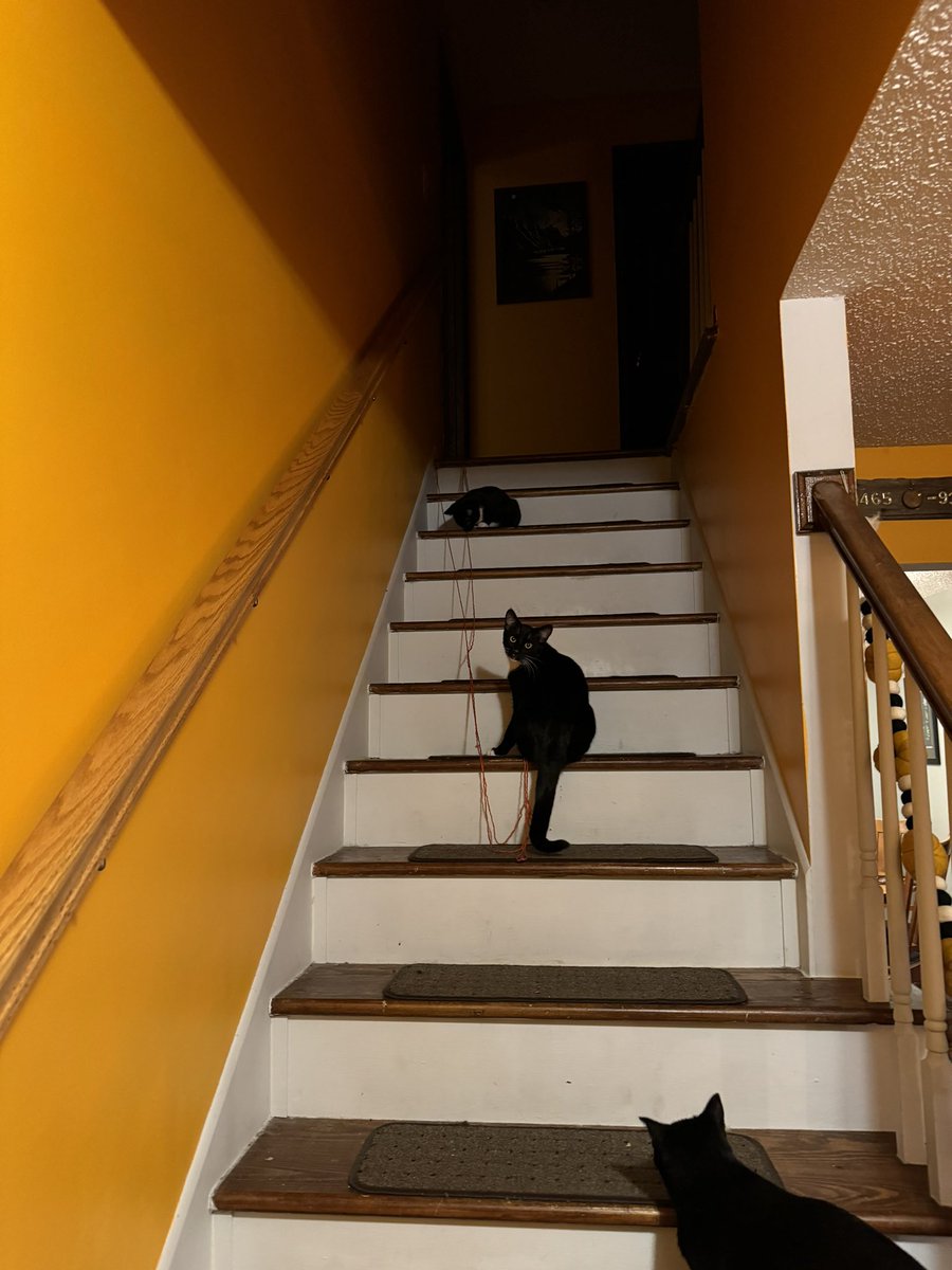 redhot_mess's tweet photo. I don’t need a barometer or the NWS to tell me our weather tomorrow is fucked… I have four cats who have spent the day committing acts of TREASON. One of them just flying ninja kicked me out of nowhere. PREPARE FOR WEATHER DISASTER, MSP. https://t.co/AUKkhSkOrk