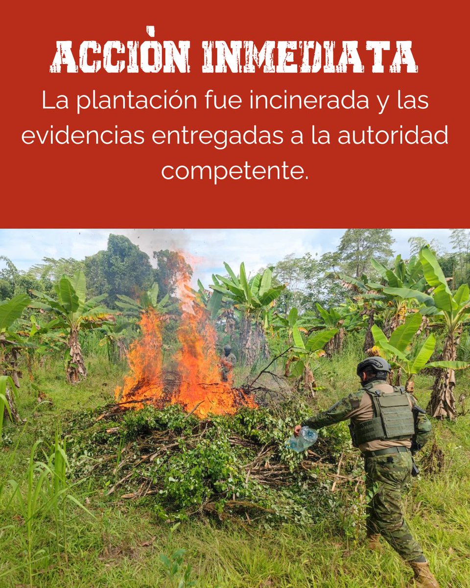 #Urgente ¡EL GOBIERNO DESTRUYÓ UNA HECTÁREA DE PLANTACIÓN DE HOJA DE COCA EN SUCUMBIOS!

Las Fuerzas Armadas identificaron una hectárea de plantación de hoja de coca y un laboratorio clandestino en el sector de Peña Colorada, en Sucumbios, límite con Colombia. 

El plantío fue