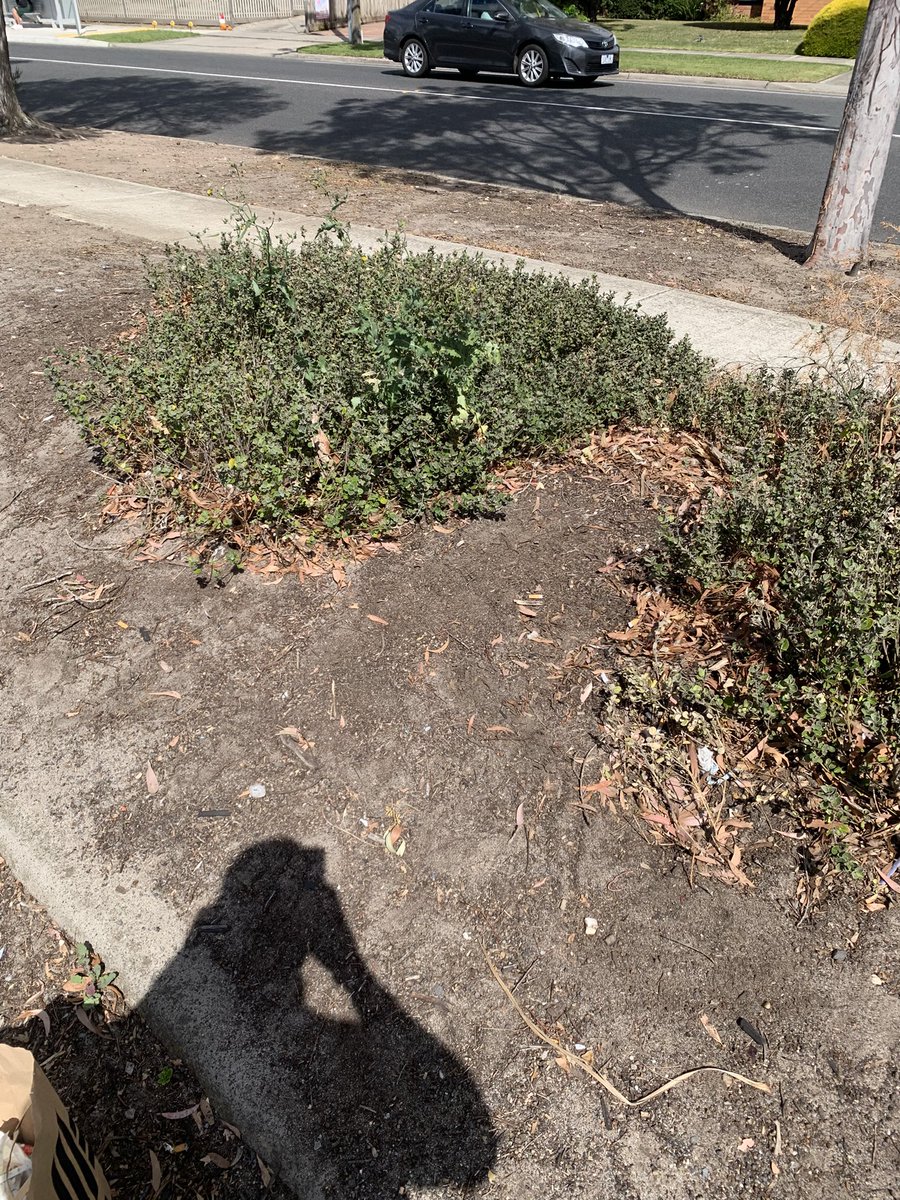 SwifttTransit's tweet image. Want to join the sustainability revolution? Earn crypto while making our planet healthy with @cleanify_vet for the #CleanUpChallenge 
#EcoWarrior