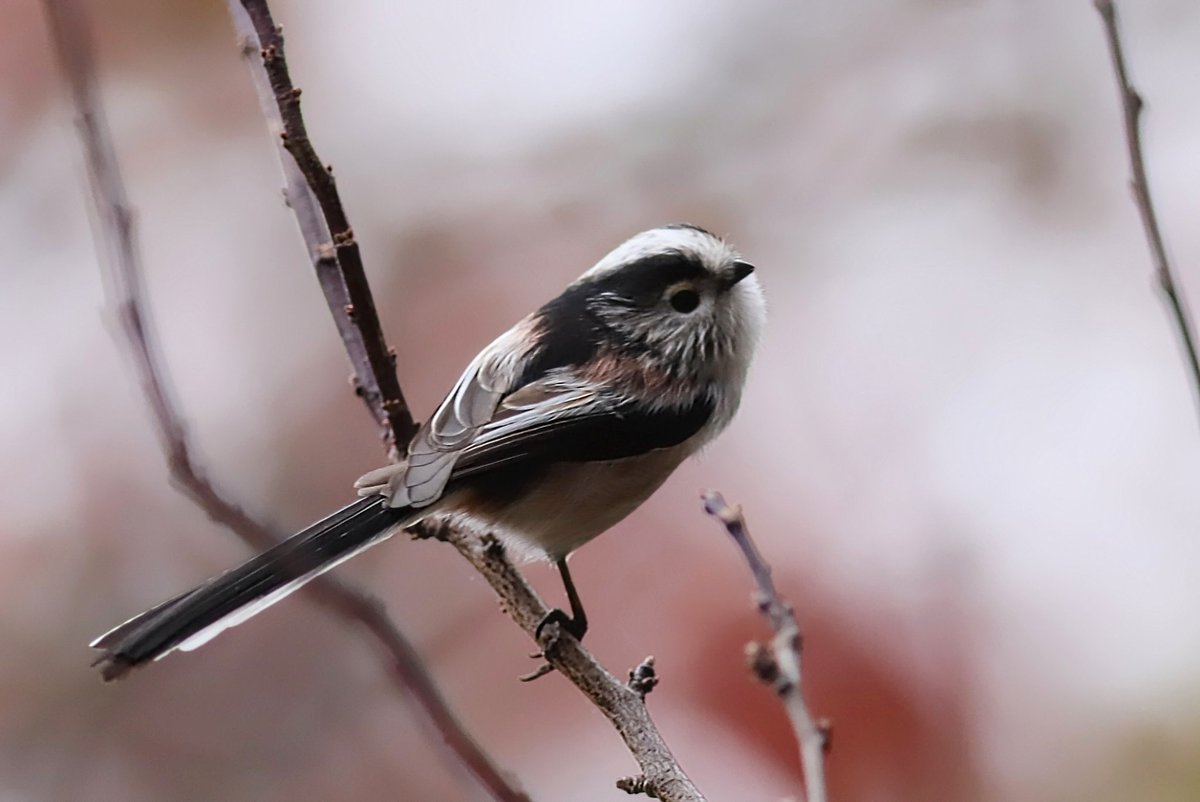 fo5tered's tweet photo. A Long-tailed Tit in the Cherry Plum Tree last week https://t.co/RjzHNwWqxz