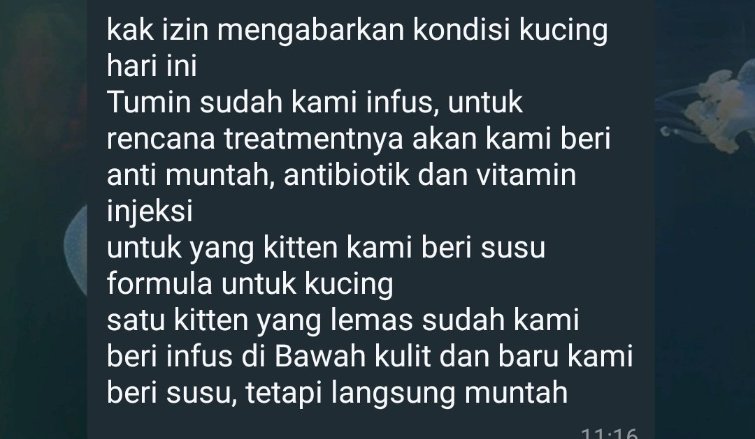 raidenshogvn's tweet photo. HELP RT
Halo, aku mau open urgent slot buat tarot reading. Hari ini kucing-kucingku sakit dan butuh total 800k untuk biaya perawatannya. Temen-temen yang tertarik buat bantu melalui tarot reading bisa cek thread ini, ya. Thank you! 😽
#tarotreading #bacatarot #jasatarot #zonauang https://t.co/8AdHoCVLZv